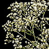 baby's breath
